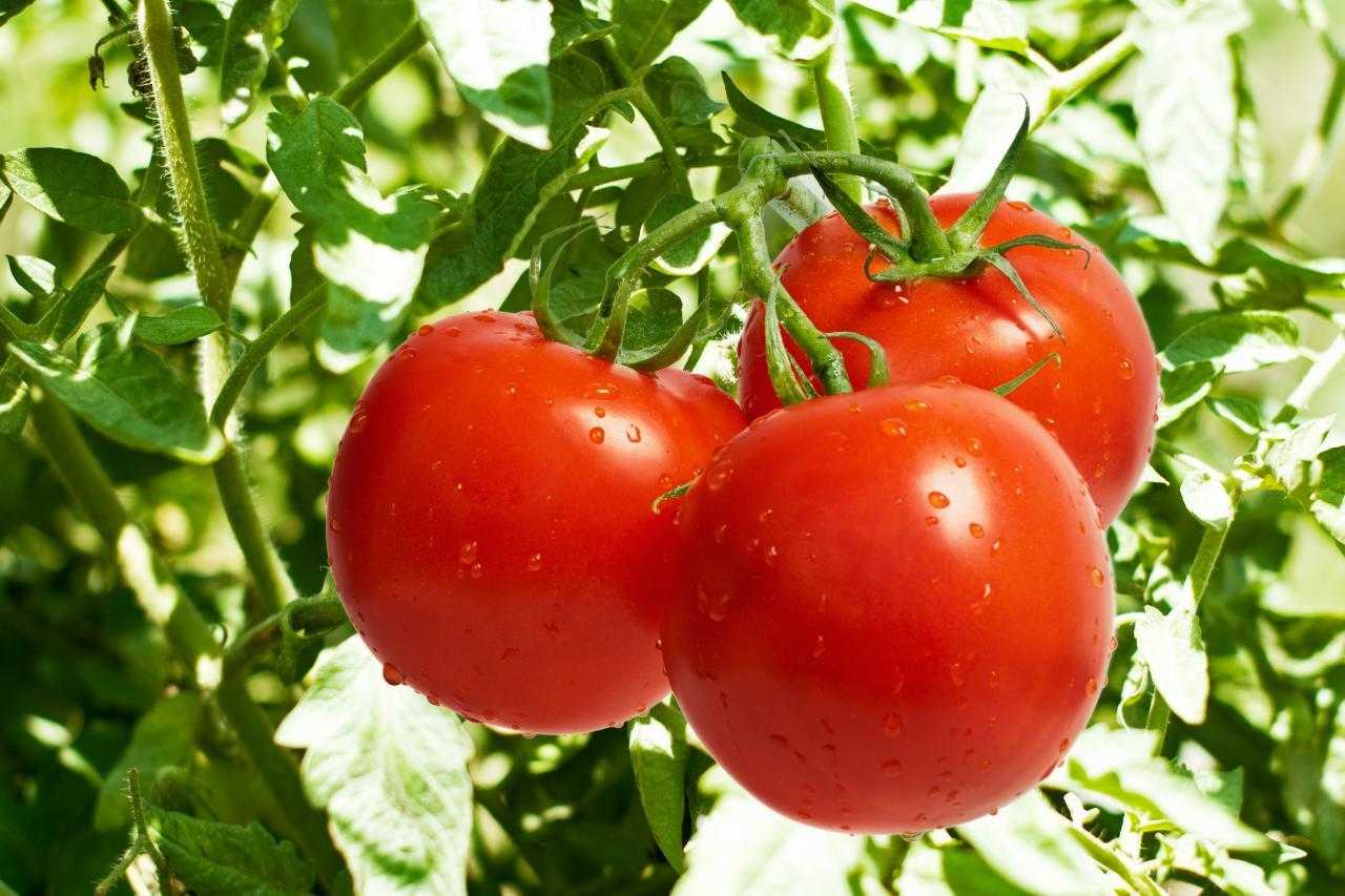 آغاز برداشت ۲۱۶ هزار تن محصول گوجه فرنگی از مزارع کازرون