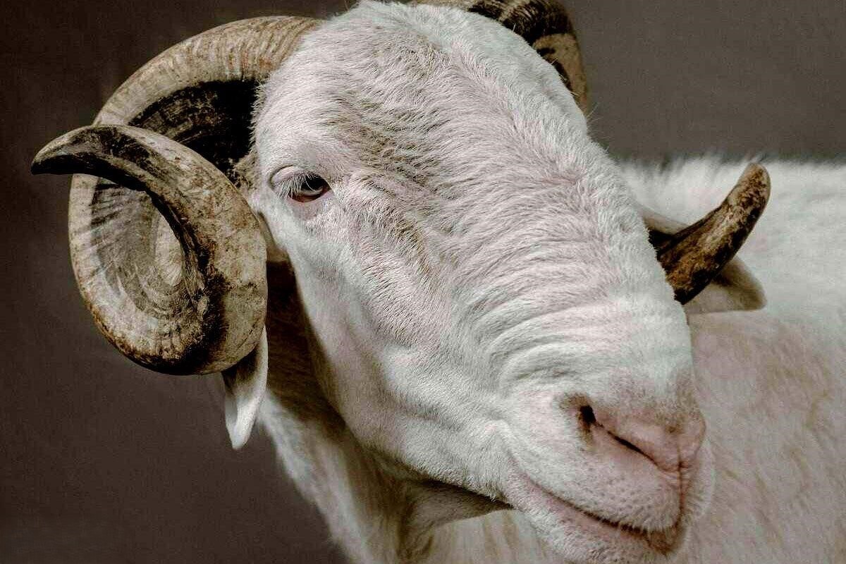 قیمت این گوسفند لاکچری ۶ میلیارد تومان است +عکس