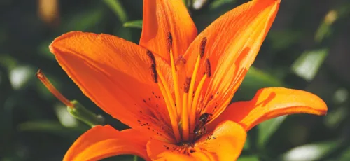 آشنایی با گل لیلیوم یا سوسن به همراه شرایط نگهداری و کاشت آن در خانه