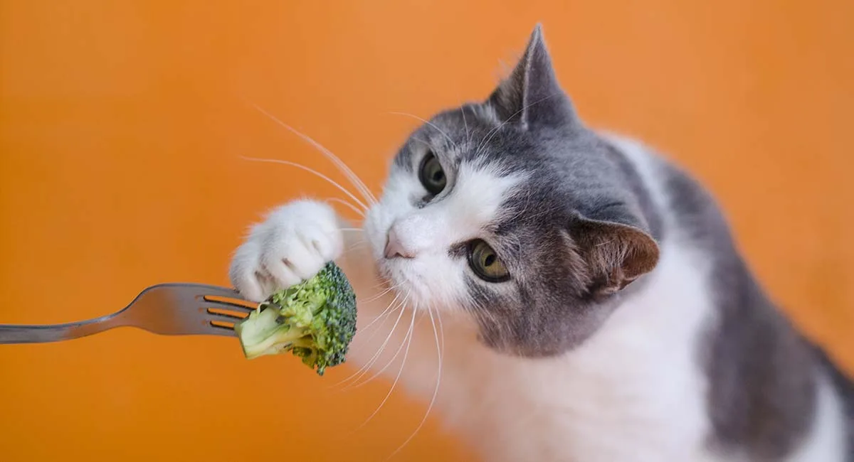 میوه و سبزیجاتی که برای گربه ها مفید و بی خطرند