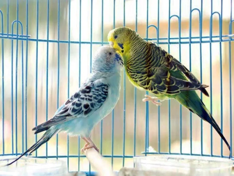 تمیز کردن پرندگان خانگی و قفس آنها به بهترین روش