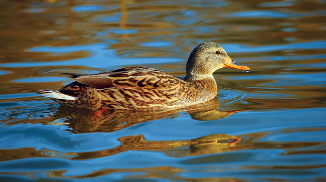 سندرم «اردک شناور» و عوارض آن بر زندگی را بشناسید