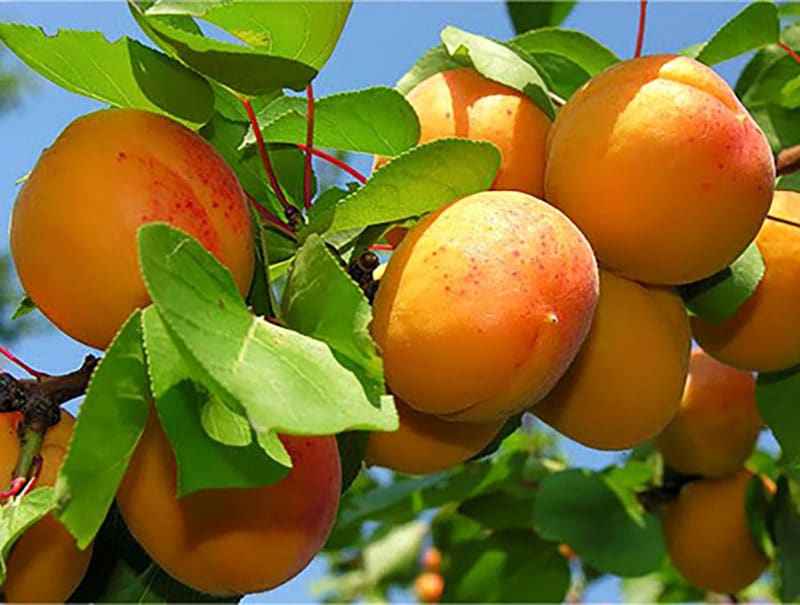 این افراد نباید زردآلو بخورند