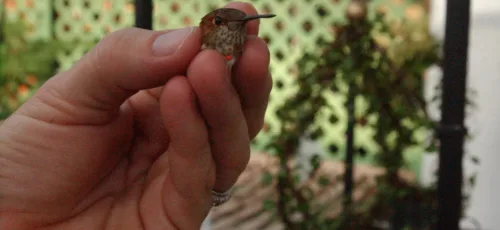 کوچک‌‌ترین پرنده جهان با ۲ گرم وزن تخمی به اندازه یک دانه قهوه می‌گذارد