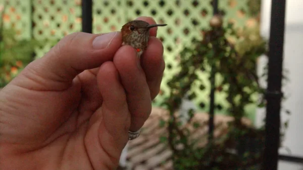 کوچک‌‌ترین پرنده جهان با 2 گرم وزن تخمی به اندازه یک دانه قهوه می‌گذارد