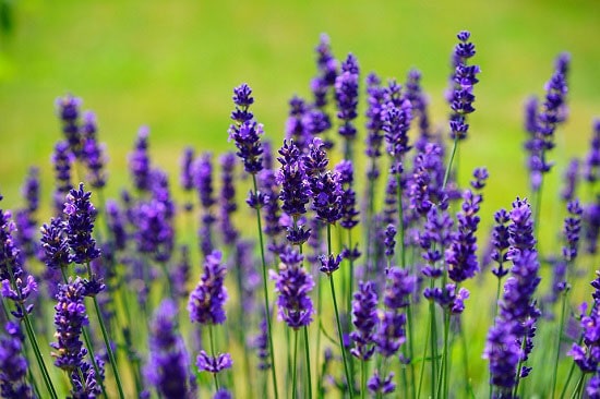 طراحی یک لباس ضد پشه برای مقابله تب دنگی، مالاریا و تب زرد