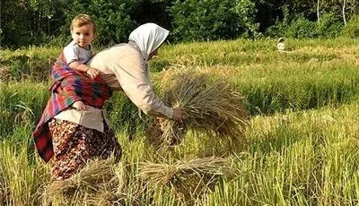 گفته های دبیر انجمن برنج ایران برای کشاورزان برنجکار که از الان بدانند