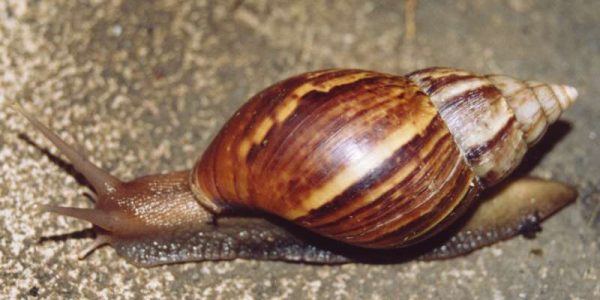 Achatina fulica Thailand