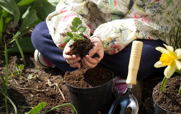 آماده سازی باغچه در فصل سرما