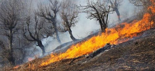 وقتی به جنگل در حال سوختن می‌رسیم، صدای ضجه و گریه درختان را می‌شنویم