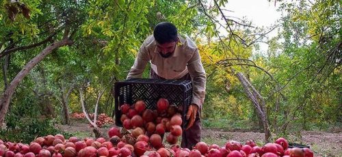 دومین جشنواره ملی انار و خرمالو شیراز : ۱۷ تا ۲۴ آبان