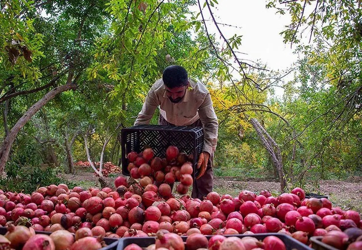 Shiraz Pomegranate National Festival