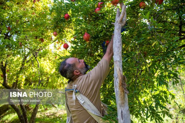 انار قصردشت شیراز 35