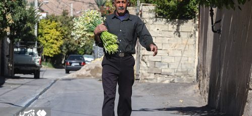 برداشت گل نرگس شیرازی در بالاشهر و باغات خَفْرْ +عکس