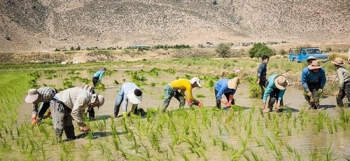 بدبختی فارس با بدترین ناترازی تاریخی در حوزه آب/ کشاورزی سالی ۲.۵ میلیارد متر مکعب آب می‌خورد