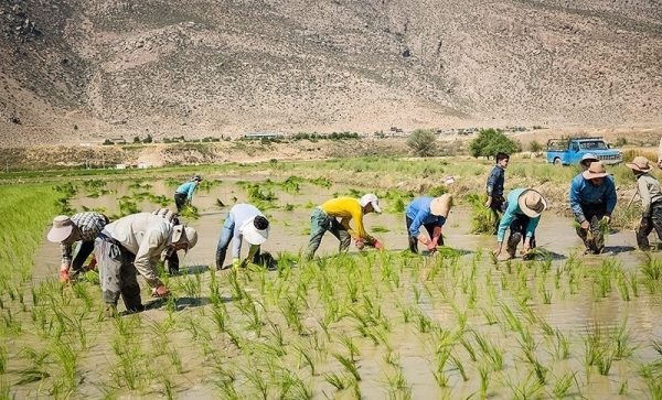 چالش فارس با بدترین ناترازی تاریخی در حوزه آب/ کشاورزی سالی 2.5 میلیارد متر مکعب آب می‌خورد