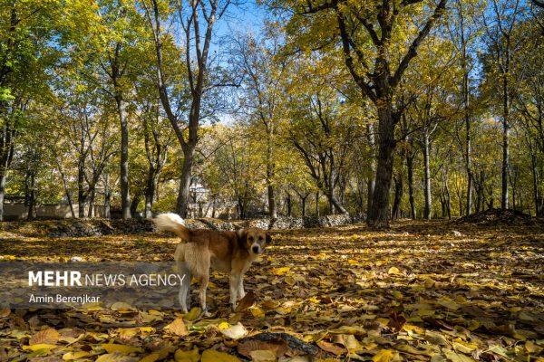 Autumn nature of Dashtak village in Fars province 20