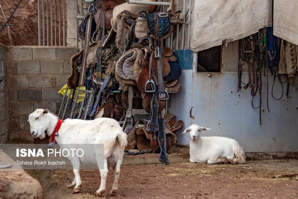 Drak Shiraz Mountain Park 25