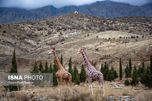 Drak Shiraz Mountain Park 35