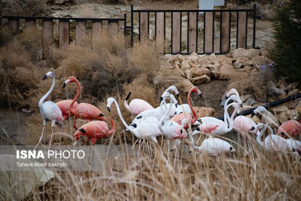 Drak Shiraz Mountain Park 36