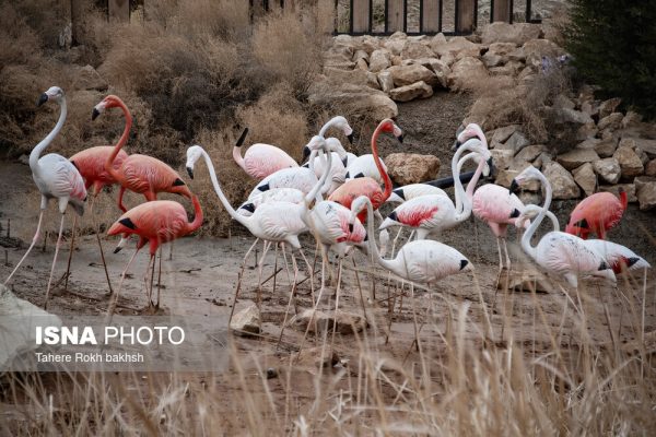 Drak Shiraz Mountain Park 40