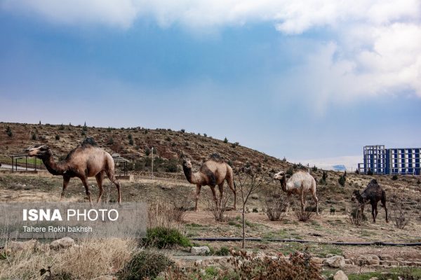 Drak Shiraz Mountain Park 8