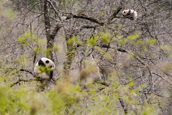 Wildlife pictures of the week 11