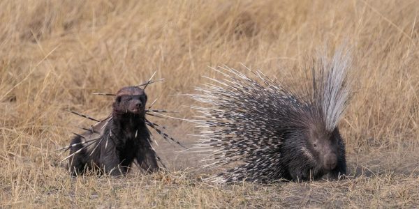 Wildlife pictures of the week 12