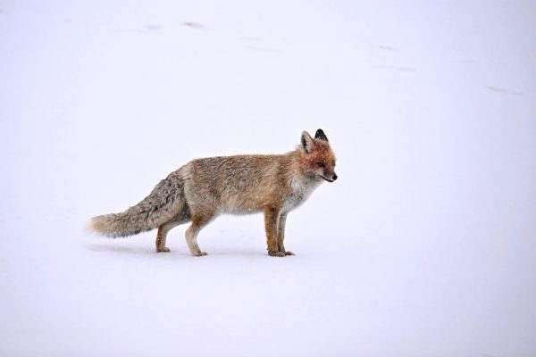 Wildlife pictures of the week 14