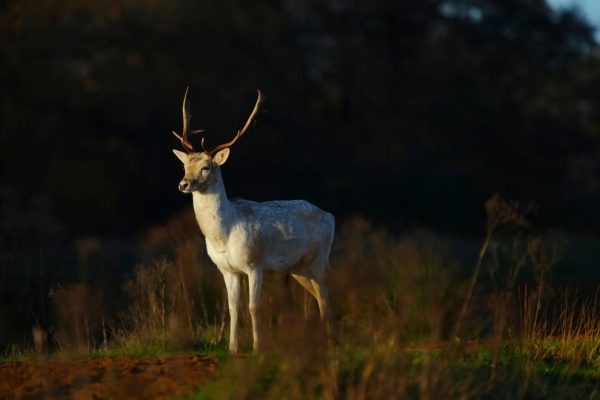 Wildlife pictures of the week 16