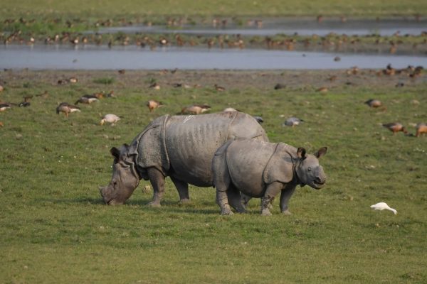 Wildlife pictures of the week 17