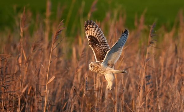 Wildlife pictures of the week 18