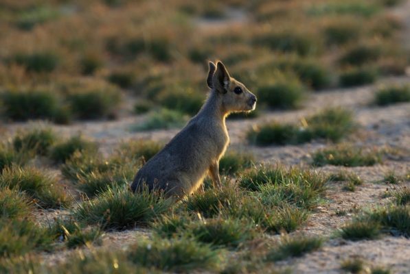 Wildlife pictures of the week 20