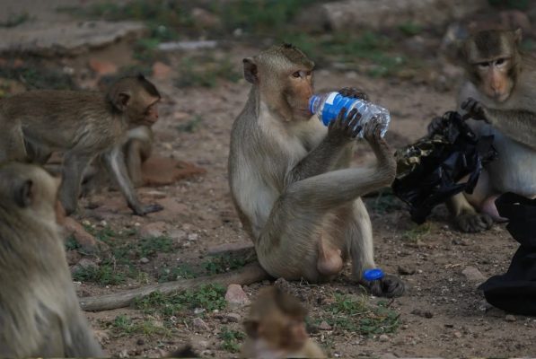 Wildlife pictures of the week 21