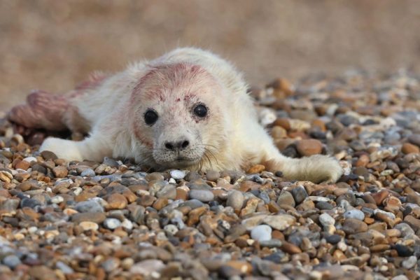 Wildlife pictures of the week 5