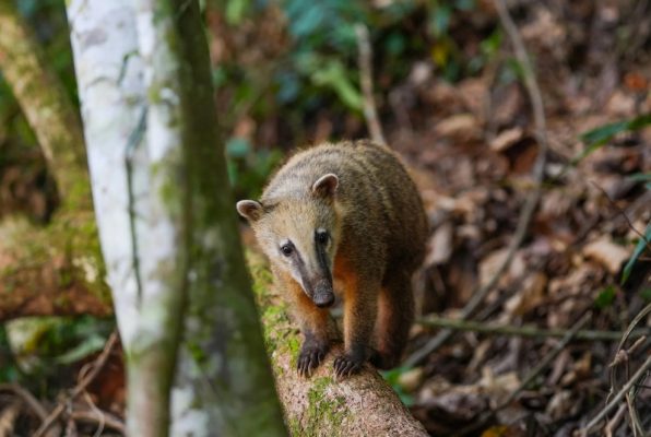 Wildlife pictures of the week 7