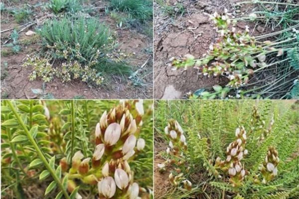 شناسایی ۲ گونه گیاهی جدید: گون از تیره بقولات و دورگه عروس سنگ