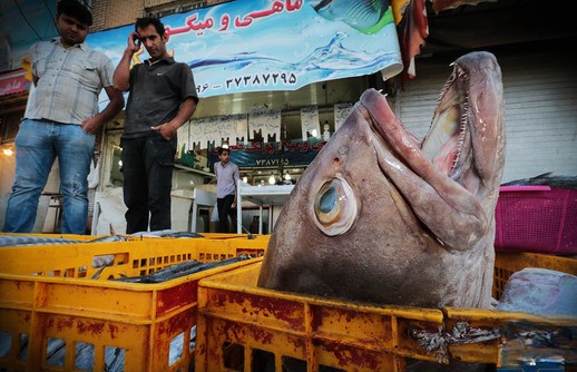 بُلف تکراری انتقال ماهی فروشان دروازه کازرون به بازار پروتئین