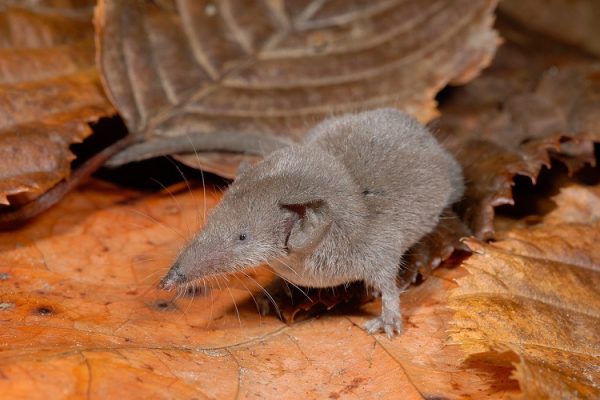 Madagascan Pygmy Shrew