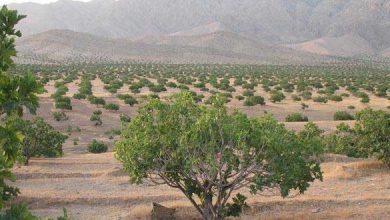 انجیر استهبان