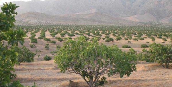 انجیر استهبان