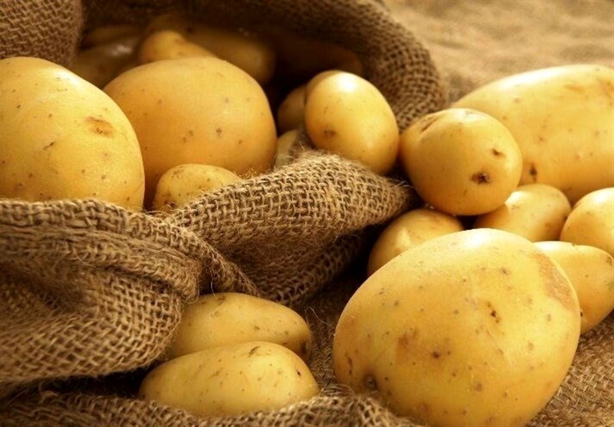 نوری قزلجه بازی سیب زمینی را در زمین تعاون روستایی باخت