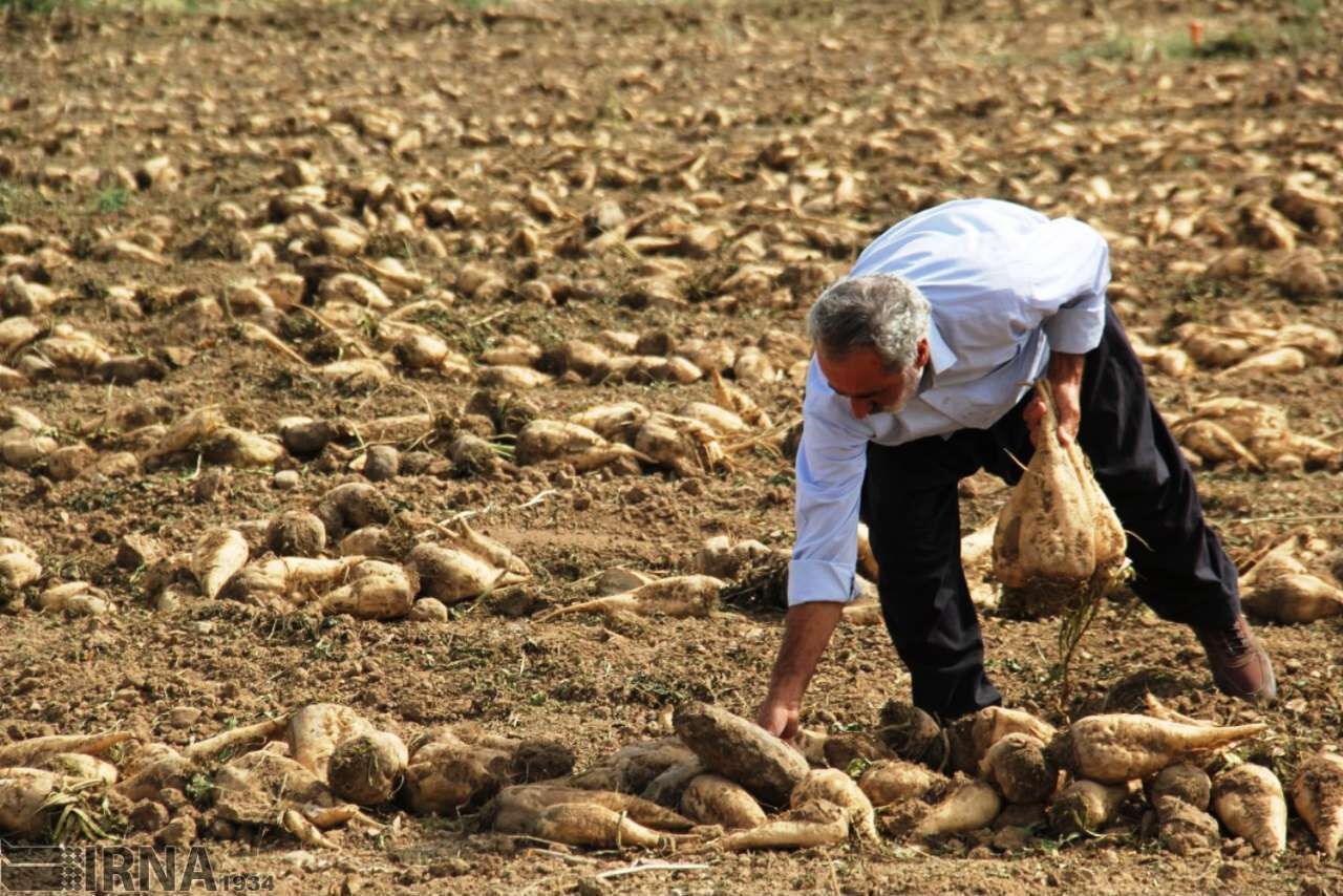 اعتراض کشاورزان به پرداخت نشدن پول چغندر تحویلی به کارخانه قند مرودشت