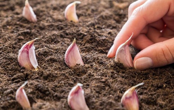 Step by step training on planting garlic at home 3