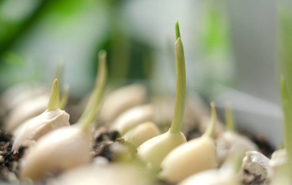 Step by step training on planting garlic at home 4