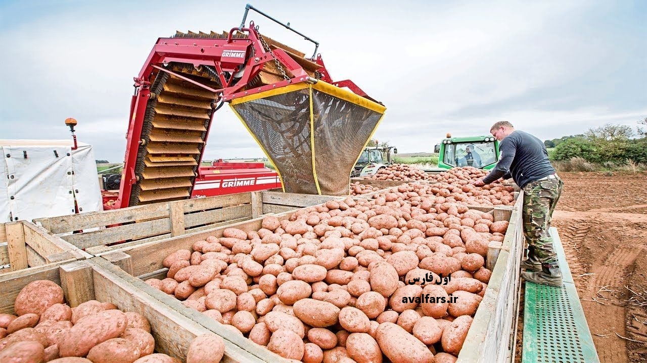 بالاخره سیب زمینی از خارج وارد شد؛ قیمت خرده‌فروشی 29500 تومان