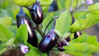 A step by step guide to planting and caring for eggplant in the garden and pots 1