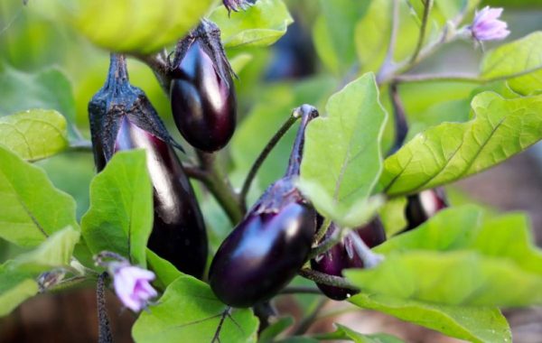 راهنمای گام به گام کاشت و پرورش بادمجان در باغچه و گلدان