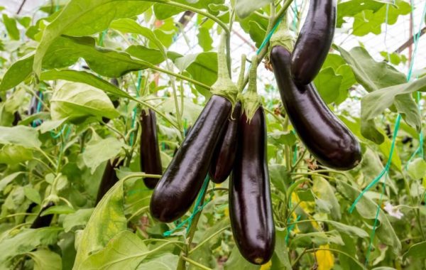 A step by step guide to planting and caring for eggplant in the garden and pots 2