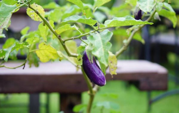 A step by step guide to planting and caring for eggplant in the garden and pots 3